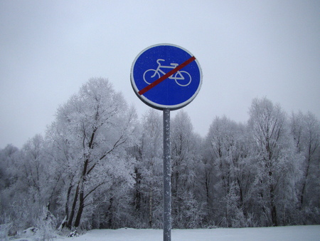 The winter forest.の写真素材