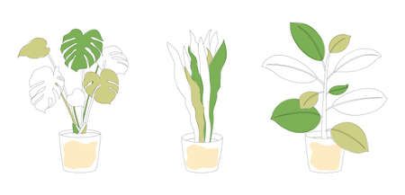 Set of homeplants in flower pots. Monstera, Ficus and Snake Plant. Minimalistic line art with added color. vector illustrationのイラスト素材