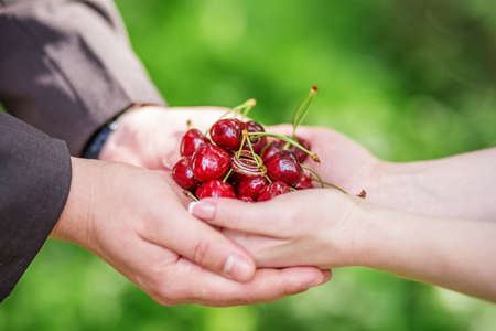 Hands of bride and groom holding a handful of cherries with wedding ringsの写真素材