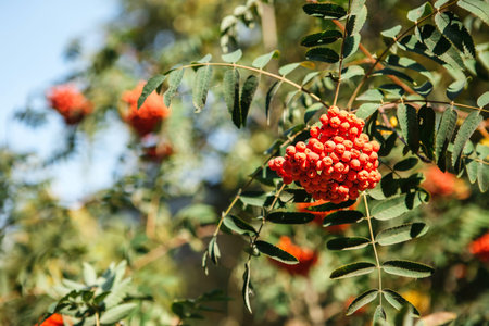 The fruits of mountain ash hanging in clusters on the branches of trees in autumn