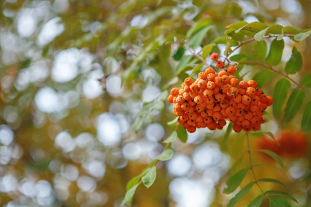 The fruits of mountain ash hanging in clusters on the branches of trees in autumnの写真素材