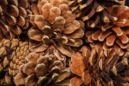 Pine cone background texture detail. Closeup background texture of dried pine cones.の写真素材