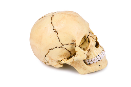 Human skull head isolated on white backgroundの写真素材