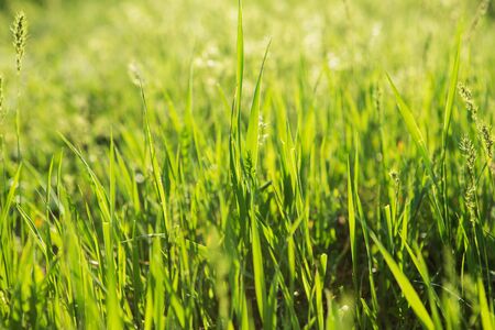 green grass background with selective focus. Abstract natural backgrounds grassの写真素材