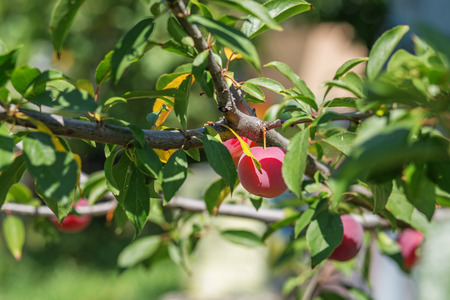 Red ripe plums on the tree in the gardenの写真素材