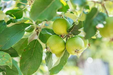 Apple fruits growing on a apple tree branch in orchard. Apple ripeningの写真素材