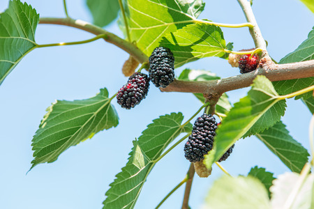 Fresh mulberry, black ripe and red unripe mulberries on the branch.の写真素材