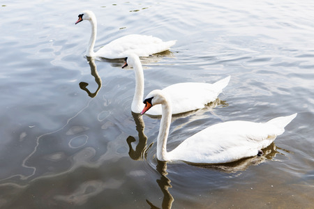 Beautiful white swan with the family in swan lake, romance, seasonal postcard. Swan family, swan love.の写真素材