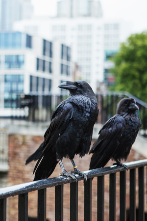 two black ravens in the Tower of London, UK. Common raven (Corvus corax).のeditorial素材