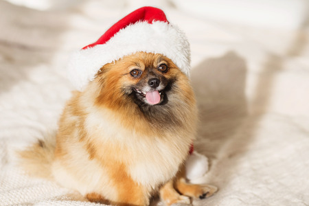 Beautiful pomeranian puppy dog in red santa hat. Christmas dog. happy new year card 2018 with the year dog symbolの写真素材