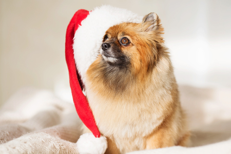 Beautiful pomeranian puppy dog in red santa hat. Christmas dog. happy new year card 2018 with the year dog symbolの写真素材
