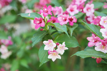 Weigela, beauty bush. Flowering bushの写真素材