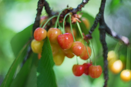 Organic sweet cherry ripening on cherry tree close up, sunny day. natural sunny seasonal background. Macro photographyの写真素材