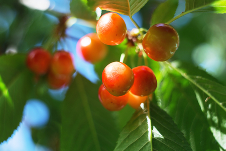 Organic sweet cherry ripening on cherry tree close up, sunny day. natural sunny seasonal background. Macro photographyの写真素材