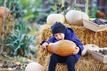 Little boy having fun on a tour of a pumpkin farm at autumn. Child biting the giant pumpkin. Pumpkin is traditional vegetable used on American holidays - Halloween and Thanksgiving Dayの写真素材