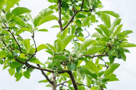 Ripening apples in the summer orchard. Unripe small green apples on the branches of an apple tree.の写真素材