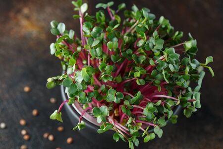 Close-up of radish microgreens - green leaves and purple stems. Sprouting Microgreens. Seed Germination at home. Vegan and healthy eating concept. Sprouted Radish Seeds, Micro greens. Growing sprouts.の写真素材
