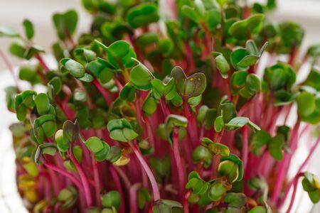 Close-up of radish microgreens - green leaves and purple stems. Sprouting Microgreens. Seed Germination at home. Vegan and healthy eating concept. Sprouted Radish Seeds, Micro greens. Growing sprouts.の写真素材