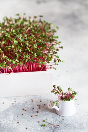Close-up of radish microgreens - green leaves and purple stems. Sprouting Microgreens. Seed Germination at home. Vegan and healthy eating concept. Sprouted Radish Seeds, Micro greens. Growing sprouts.の写真素材