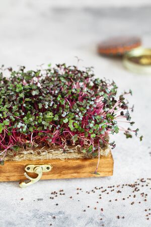 Close-up of red cabbage microgreens in the wooden box. Sprouting Microgreens. Seed Germination at home. Vegan and healthy eating concept. Sprouted Seeds, Micro greens. Growing sprouts.の写真素材