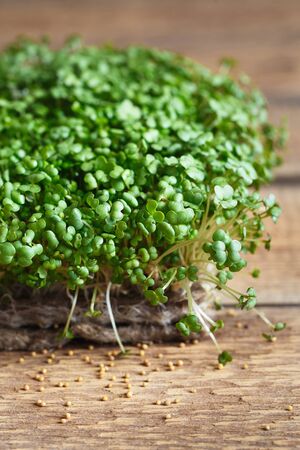 Close-up of Mustard Microgreens with seeds and roots on the Jute Microgreens Grow Mats. Sprouting Microgreens on the Hemp Biodegradable Mats. Seed Germination at home. Sprouted Mustard seeds. の写真素材