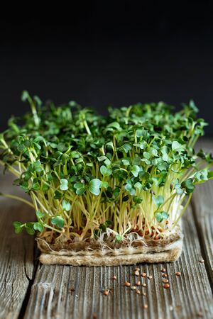 Close-up of Daikon microgreens with seeds and roots on the Jute Microgreens Grow Mats. Sprouting Microgreens on the Hemp Biodegradable Mats. Seed Germination at home. Sprouted winter Radish Seeds. の写真素材