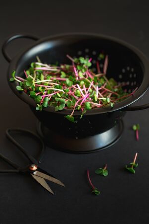 Radish microgreens. Sprouting Microgreens. Seed Germination at home. Vegan and healthy eating concept. Sprouted radish Seeds, Micro greens. Growing sprouts. Green living concept. Organic food.の写真素材