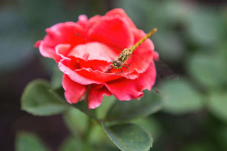 Dragonfly on a red rose close-up. Dragonfly called cordulegastridae sitting on the red rose in a park.の写真素材