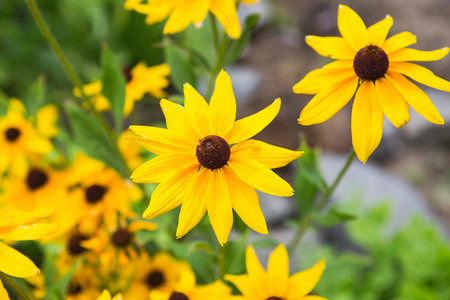 Yellow flowers of Rudbeckia. Flowers of Rudbeckia fulgida, the orange coneflower or perennial...