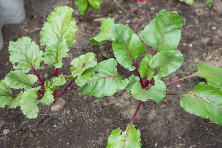 Young green beetroot plants. Beetroot growing. Organic beet roots growing on vegetable bed.