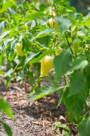 Yellow bell pepper in the garden. Sweet pepper in the vegetable garden. Organic pepper farm