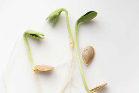 Pumpkin microgreens. Sprouting Microgreens. Seed Germination at home. Vegan and healthy eating concept. Sprouted pepita Seeds, Micro greens. Growing sprouts. Green living concept. Organic food.の写真素材