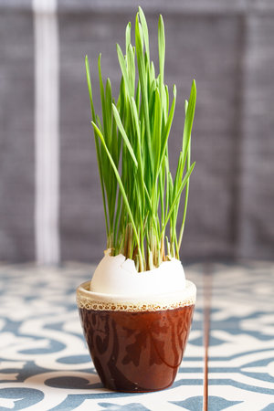 Green wheat sprouts in egg shells in a small ceramic stand. Easter decorations. Easter egg. Spring...