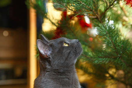 Happy russian blue cat plays with a Christmas toy. Christmas season, new year, holidays and celebration. Funny cat sitting at home. Naughty cute kitten. Christmas cat.の写真素材