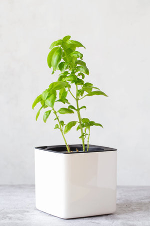 Green basil in a white cube pot. A potted basil plant. Kitchen herb plants. Mixed Green fresh...