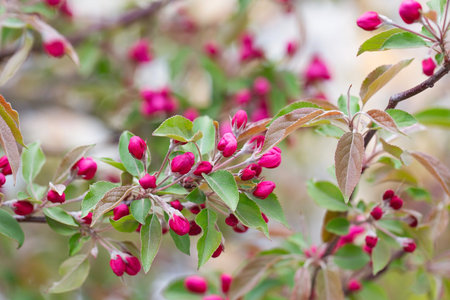 fruit tree blossom in springtime. tender pink flowers bathing in sunlight. warm april weather....