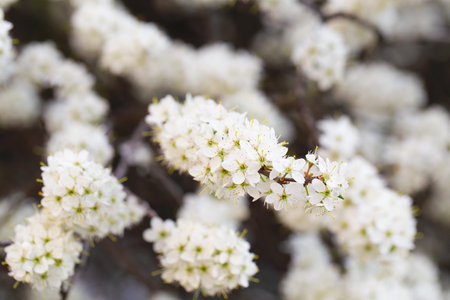 White tree blossom in springtime. tender flowers bathing in sunlight. Beautiful cherry blossom sakura. Blooming tree in spring, internet springtime banner. Spring floral background.の写真素材