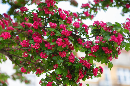 Amazing hawthorn blooms in the park. Tree branches with carmine-red flowers of Paul's Scarlet Hawthorn or Crataegus Laevigata. Inflorescences of a hawthorn blood-red (Crataegus sanguinea Pall.)の写真素材