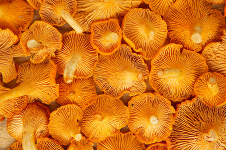 Freshly picked yellow chanterelle mushroom. Chanterelle or girolle mushrooms. Close-up of fresh...