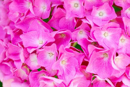 Hydrangea garden. Hydrangea flowers - Hydrangea macrophylla - Beautiful bush in a town garden. Hydrangea are blooming in spring and summer. Floral backgroundの写真素材