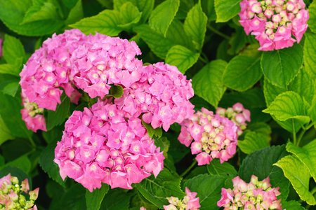 Hydrangea garden. Hydrangea flowers - Hydrangea macrophylla - Beautiful bush in a town garden. Hydrangea are blooming in spring and summer. Floral backgroundの写真素材