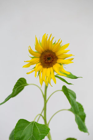 Close-up of a sunflower growing. Helianthus. Flower of sunflower head. Seeds and oil.の写真素材