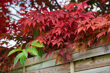 Fence covered in red autumn leaves. Fall season, October. Red autumn leaves on the wall, background. Autumn colorsの写真素材