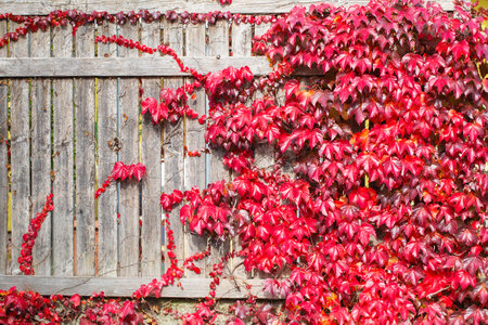 Fence covered in red ivy autumn leaves. Fall season, October. Red autumn ivy leaves on the wall, background. Red leaves of maiden grapes, autumn colorsの写真素材