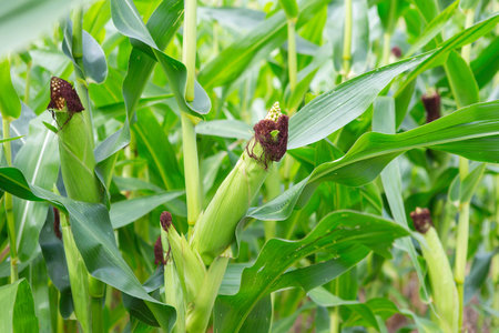 Stems of corn with fresh verdant leaves cultivated in agricultural field of countryside. Corn cobs in corn plantation fieldの写真素材
