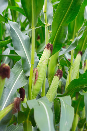 Stems of corn with fresh verdant leaves cultivated in agricultural field of countryside. Corn cobs in corn plantation fieldの写真素材