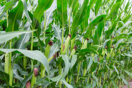 Stems of corn with fresh verdant leaves cultivated in agricultural field of countryside. Corn cobs in corn plantation fieldの写真素材