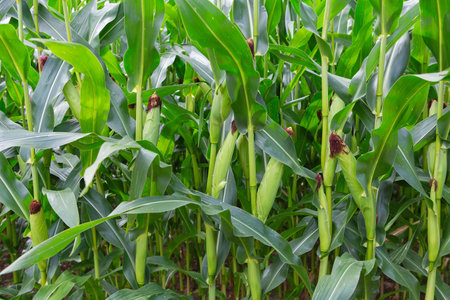 Stems of corn with fresh verdant leaves cultivated in agricultural field of countryside. Corn cobs in corn plantation fieldの写真素材