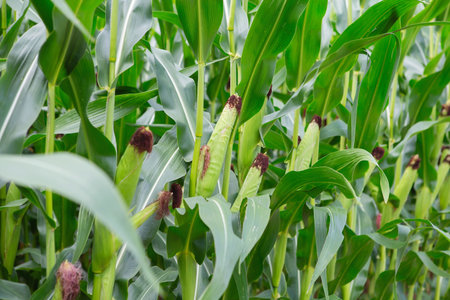 Stems of corn with fresh verdant leaves cultivated in agricultural field of countryside. Corn cobs...