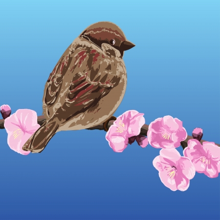 Sparrow on a branch of cherry blossoms - vector illustrationのイラスト素材
